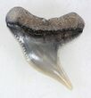 Sharp Fossil Tiger Shark Tooth - Lee Creek Mine #33949-1